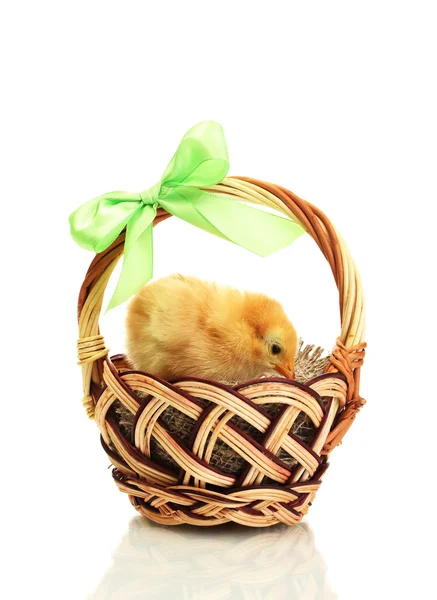 Beautiful little chicken in basket isolated on the white — Stock Photo, Image