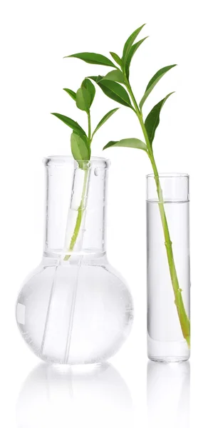Test tüpleri ile şeffaf bir çözüm ve beyaz arka plan yakın çekim izole bitki — Stok fotoğraf