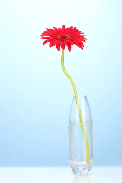 Krásná červená gerbera v váza na modrém pozadí detail — Stock fotografie