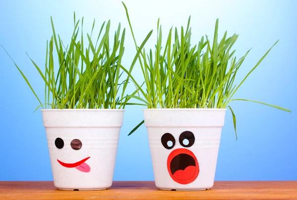 A pots of grass on blue background — Stock Photo, Image