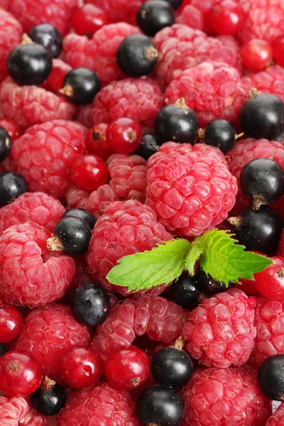 Ripe berries with mint, close up — Stock Photo, Image