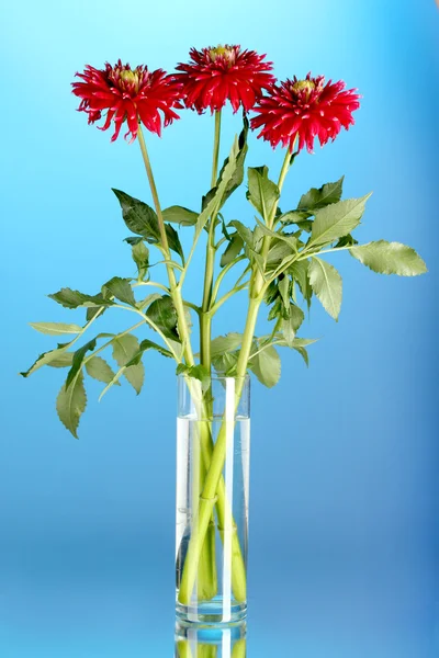Beautiful red dahlias in vase on blue background — Stock Photo, Image