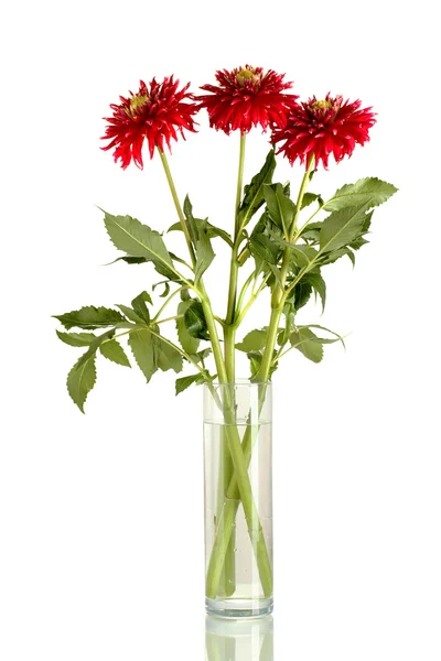 Schöne rote Dahlien in der Vase isoliert auf weißem Hintergrund — Stockfoto