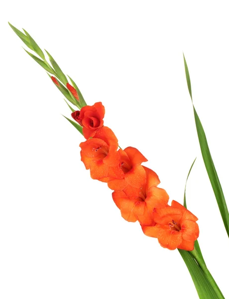 Gren av orange gladiolus på vit bakgrund närbild — Stockfoto