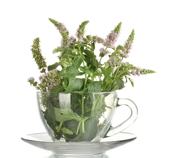 Menta fresca con flores en taza, aislada en blanco —  Fotos de Stock