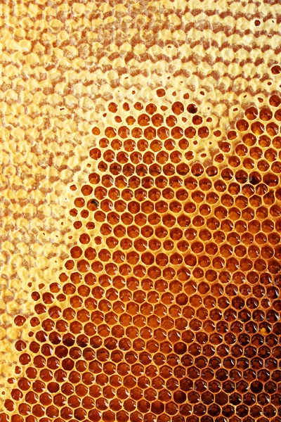Yellow beautiful honeycomb with honey, background Stock Image