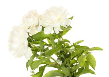 güzel peonies üzerinde beyaz izole