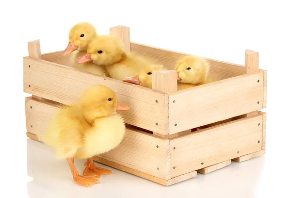 Patos en cajón aislados en blanco —  Fotos de Stock