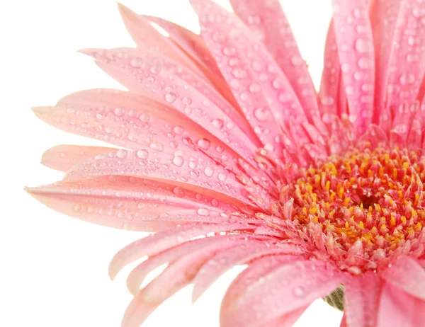 白で隔離される滴と美しいピンクのガーベラ — ストック写真