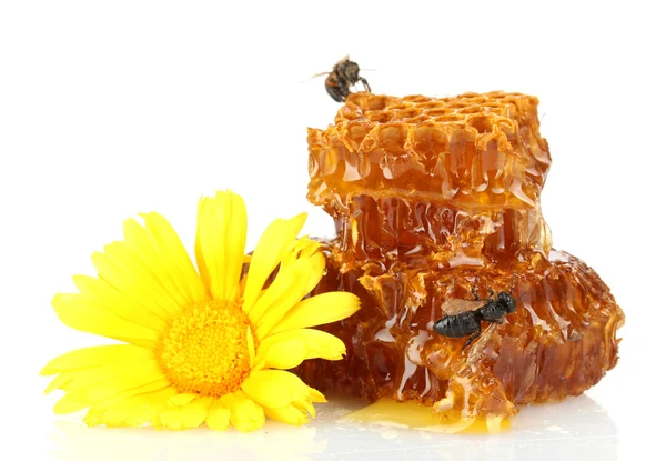 Sladký plástev s medem, včelka a květina, izolované na bílém — Stock fotografie