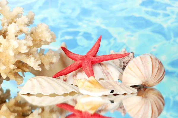 Deniz kabukları üzerinde su arka plan yakın çekim ile mercan — Stok fotoğraf