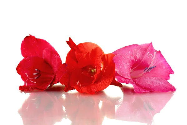 다채로운 디올 화이트 클로즈업에 절연의 아름 다운 새싹 — 스톡 사진