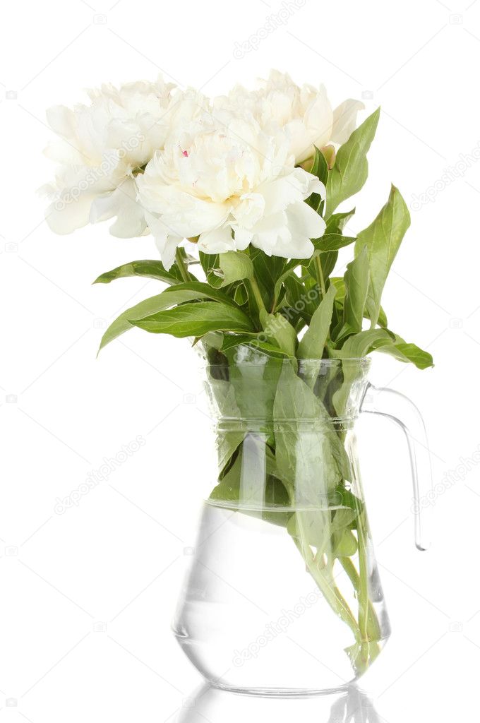 Beautiful white peonies in glass vase with bow isolated on white