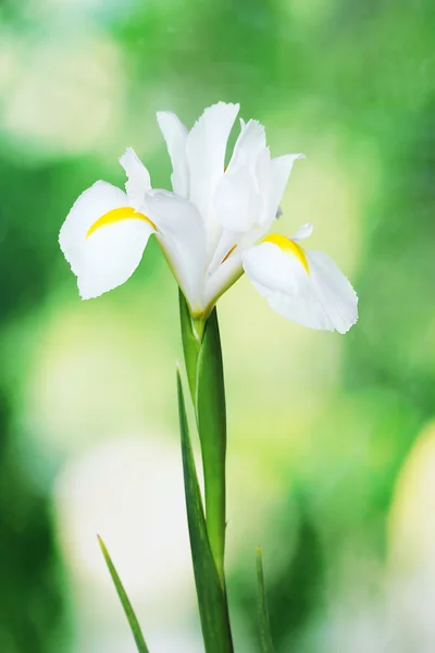 Mooie iris op groene achtergrond — Stockfoto