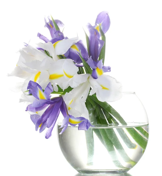 Belle iridi luminose in vaso isolato su bianco — Foto Stock