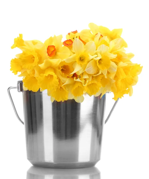 Hermosos narcisos amarillos en un cubo aislado en blanco —  Fotos de Stock