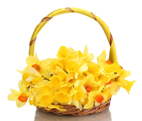Hermosos narcisos amarillos en cesta aislada en blanco —  Fotos de Stock