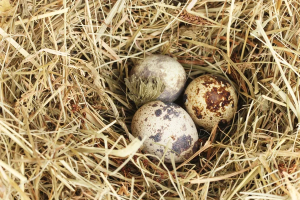 Oeufs de caille dans un nid de foin gros plan — Photo