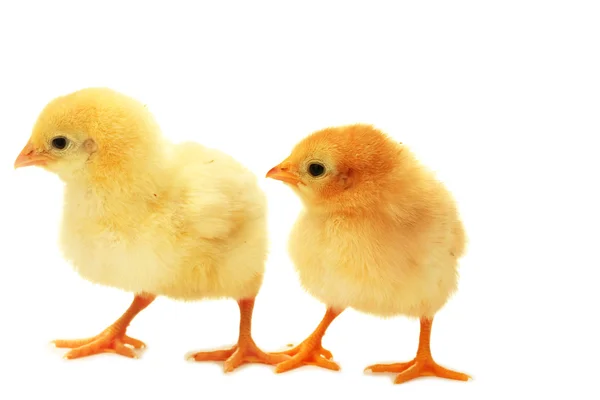 2 つの黄色、白で隔離される少し鶏 — ストック写真