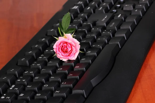 Růžová růže na klávesnici close-up internetové komunikace — Stock fotografie