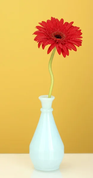 Bela gerbera vermelha em vaso no fundo amarelo close-up — Fotografia de Stock