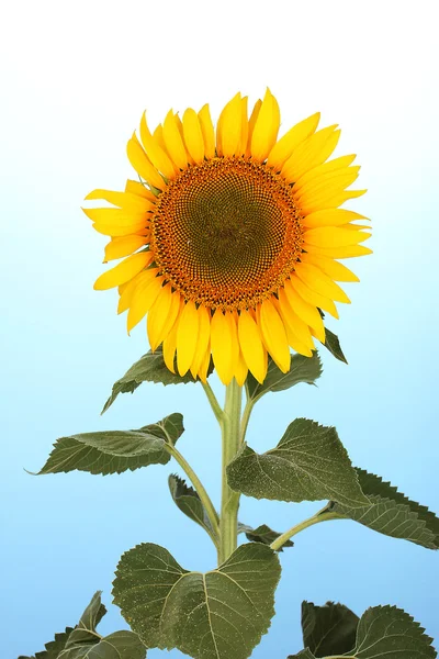 Sunflower on blue background — Stock Photo, Image