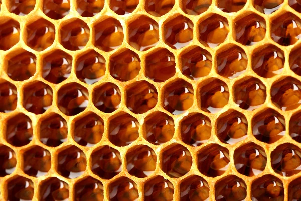 Gele mooie honingraat met honing, achtergrond — Stockfoto
