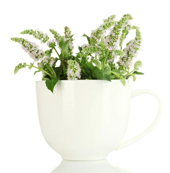 Frische Minze mit Blüten in Tasse, isoliert auf weiß — Stockfoto