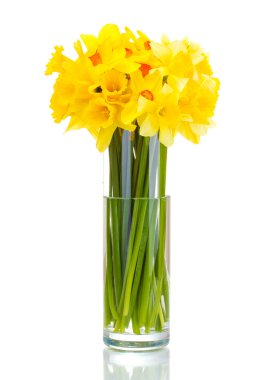 Beautiful yellow daffodils in transparent vase isolated on white clipart