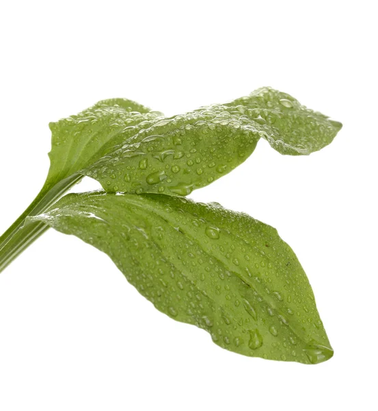 stock image Plantain leaves with drops isolated on a white