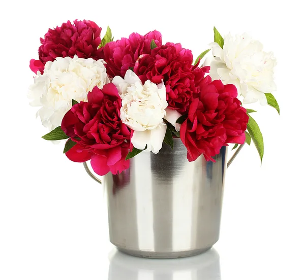 Beautiful pink and white peonies in bucket isolated on white — Stock Photo, Image