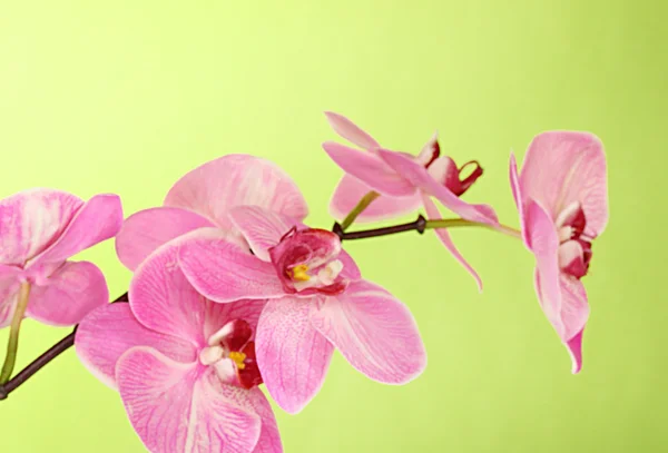 美丽盛开的兰花绿色背景 — 图库照片