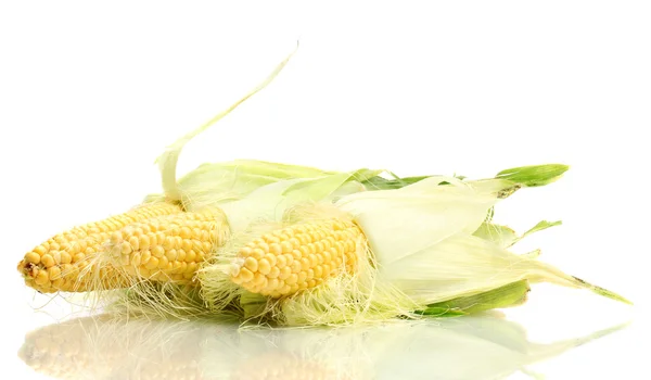 Frischer Mais isoliert auf weiß — Stockfoto