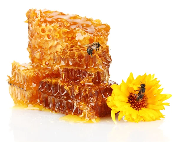 Favo dolce con miele, api e fiori, isolato su bianco — Foto Stock