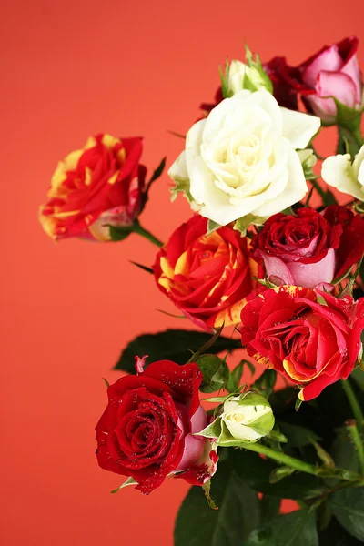 Bouquet of beautiful roses on red background close-up — Stock Photo, Image