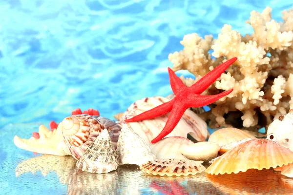 Zee koraal met schelpen op water achtergrond close-up — Stockfoto