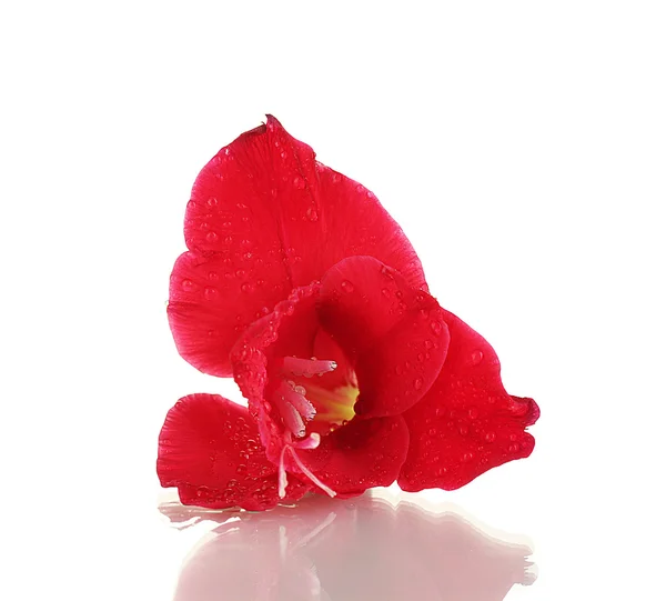 Beautiful bud of red gladiolus isolated on white close-up — Stock Photo, Image