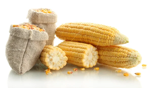 Свежая кукуруза и мешки с сухой кукурузой, изолированные на белом — стоковое фото