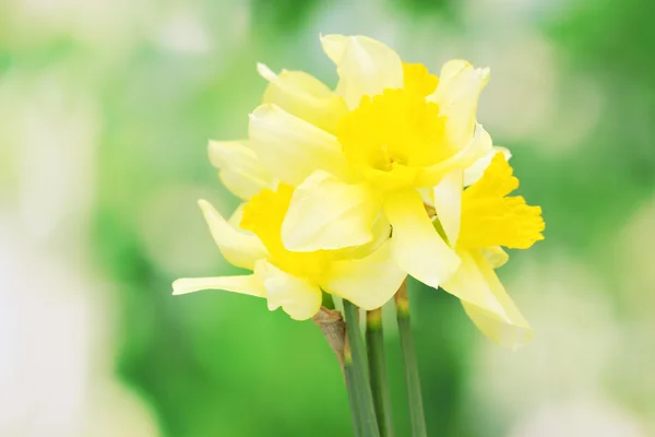 Beautiful yellow daffodils on green background — Stock Photo, Image