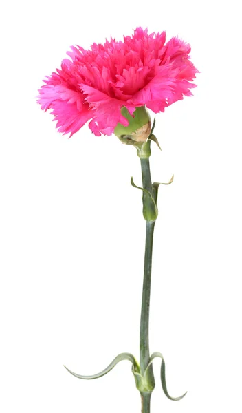 Pink carnation isolated on white — Stock Photo, Image