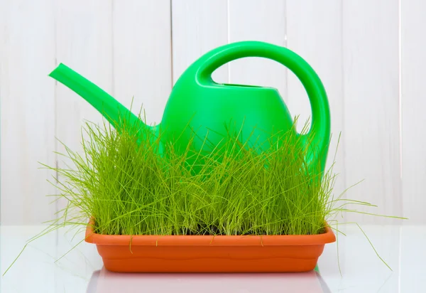 Green grass in a flowerpot and watering can on white wooden background — Stock Photo, Image