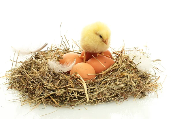Szép kis csirke és a tojás a fészek, elszigetelt, fehér — Stock Fotó