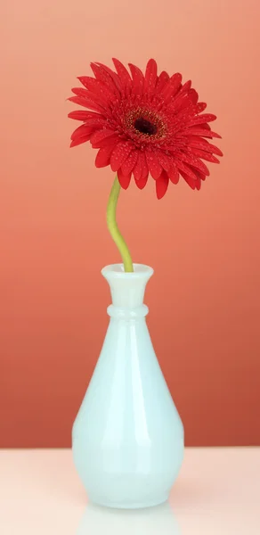 クローズ アップ赤い背景の上に花瓶に美しい赤ガーベラ — ストック写真