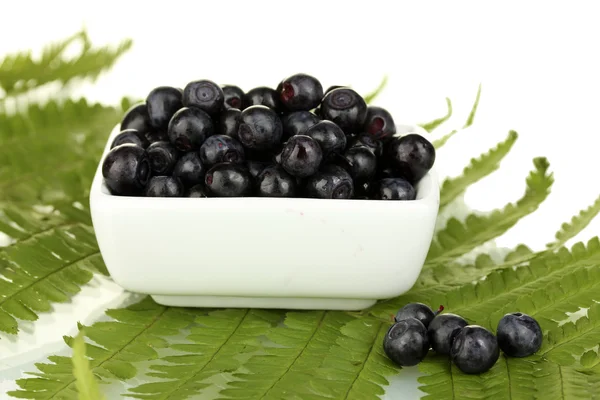 Ripe blueberries in white bowl on fern close-up — Stock Photo, Image