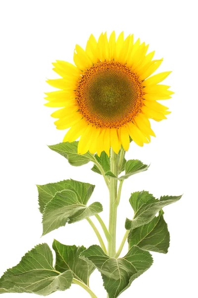 Słonecznik wyizolowany na białym — Zdjęcie stockowe