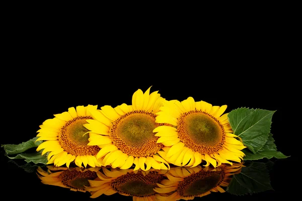 Słoneczniki na czarnym tle — Zdjęcie stockowe