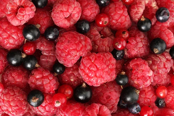 Ripe berries, close up — Stockfoto
