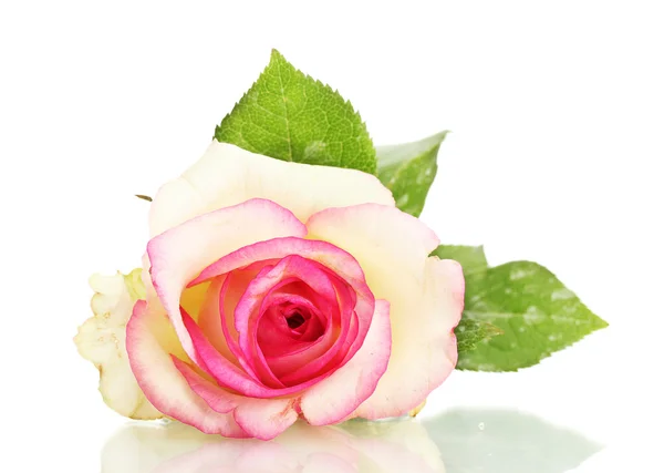 Beautifu rózsaszín rózsa, elszigetelt fehér — Stock Fotó