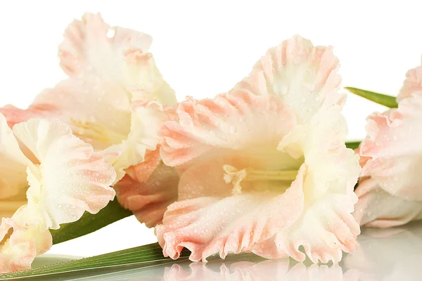 Ramo di gladiolo rosa pallido su sfondo bianco primo piano — Foto Stock