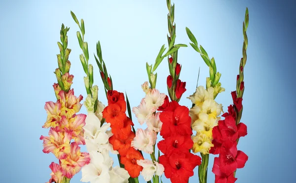 Prachtige kleurrijke gladiolen op blauwe achtergrond close-up — Stockfoto